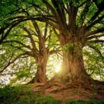 two brown trees