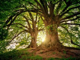 two brown trees