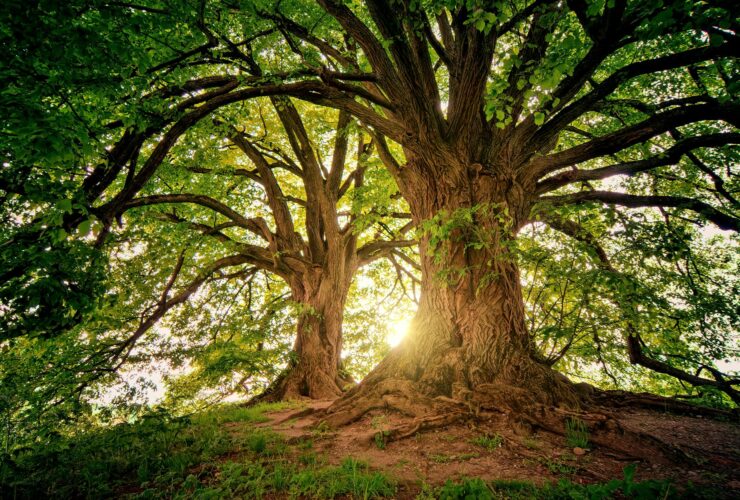 two brown trees