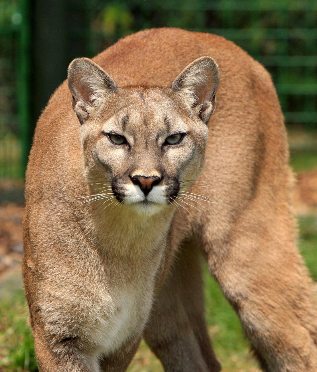 cougar animal