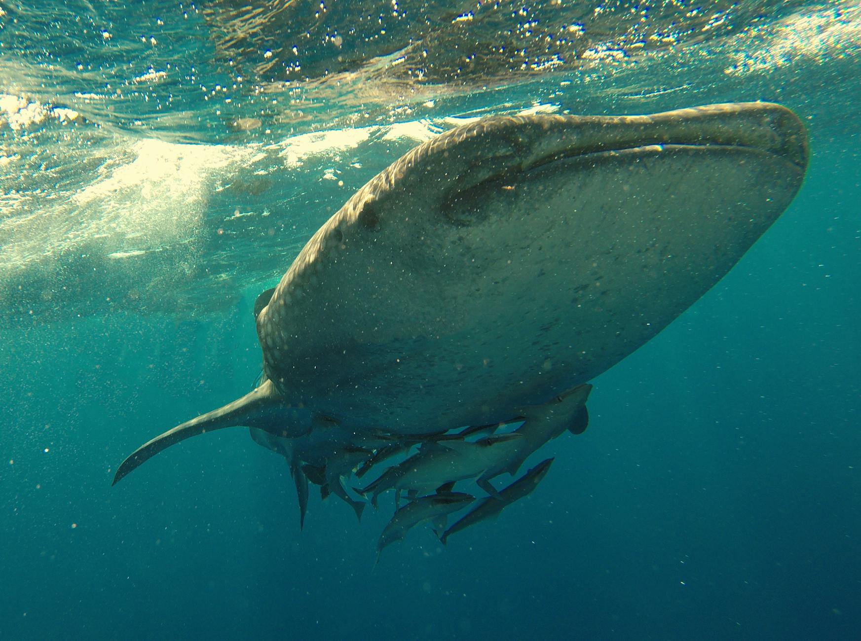 whaleshark