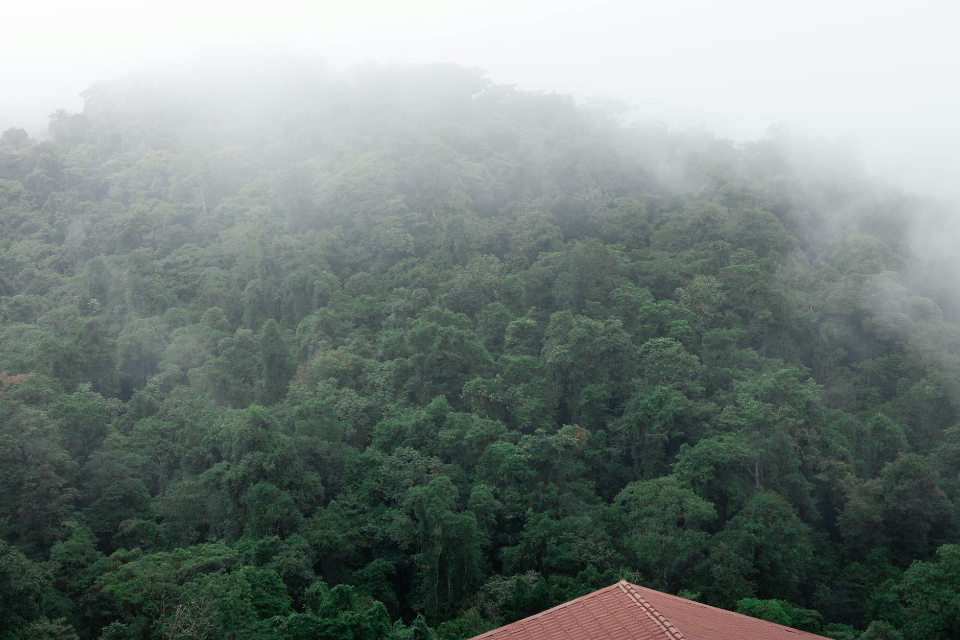 a view of a forested area with a house in the distance