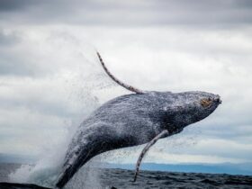 black and white whale jumping on water