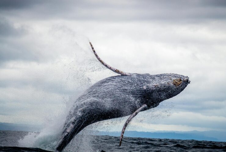 black and white whale jumping on water