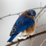 photography of small blue and brown bird