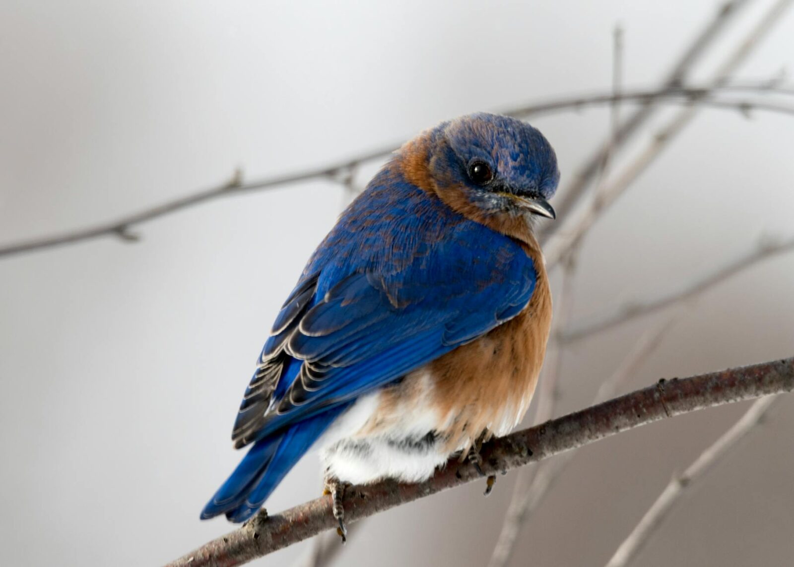 photography of small blue and brown bird