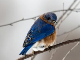 photography of small blue and brown bird