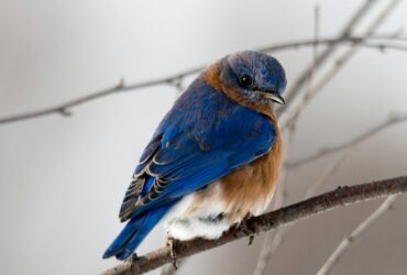 photography of small blue and brown bird