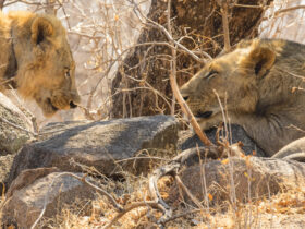 Una dieta 'rica' en humanos: lo que ha revelado la dentadura de los leones del pasado