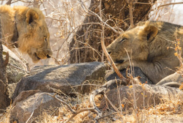 Una dieta 'rica' en humanos: lo que ha revelado la dentadura de los leones del pasado