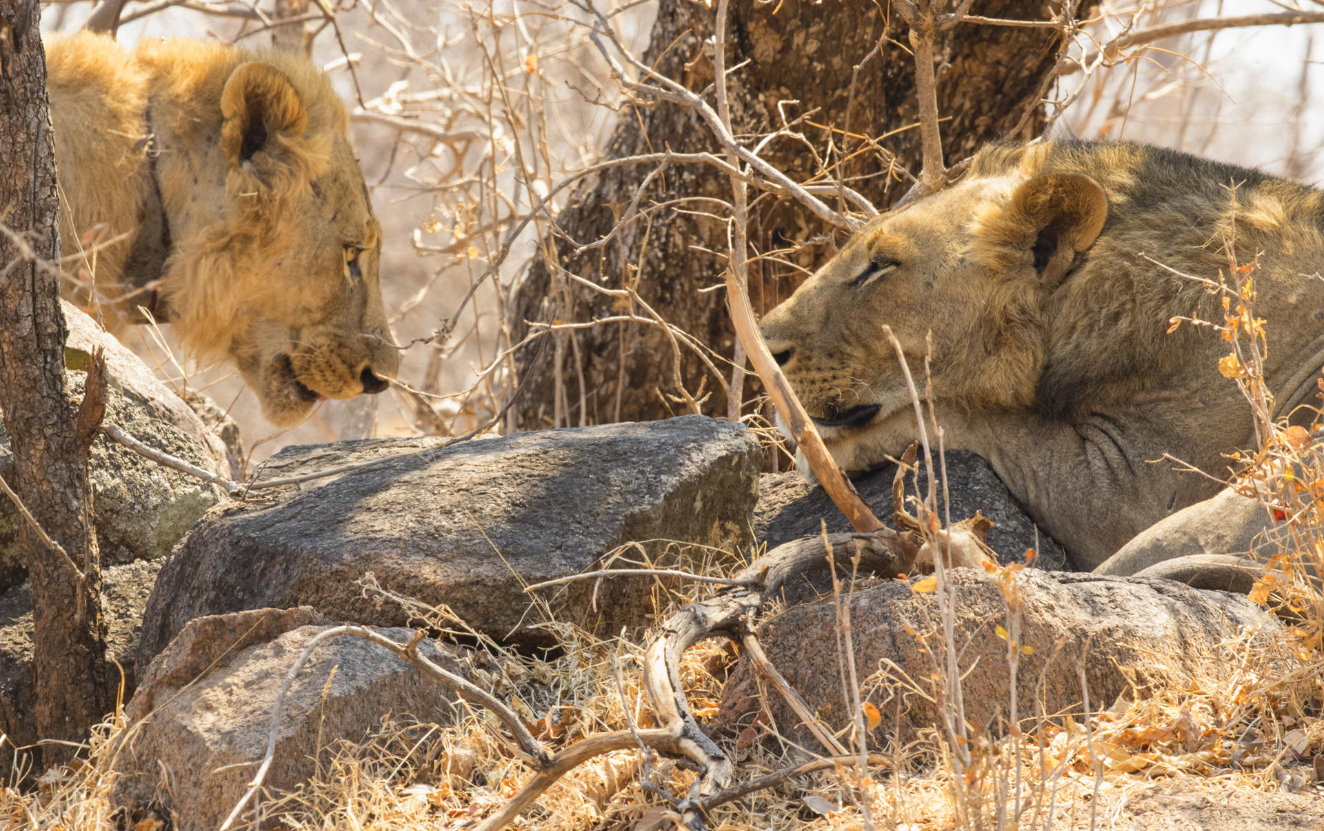 Una dieta 'rica' en humanos: lo que ha revelado la dentadura de los leones del pasado