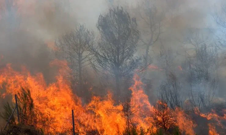 avanza fuego bosques nativos patagonicos del sur argentina