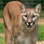 mountain lion