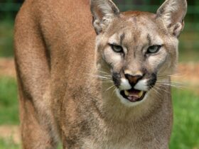 mountain lion