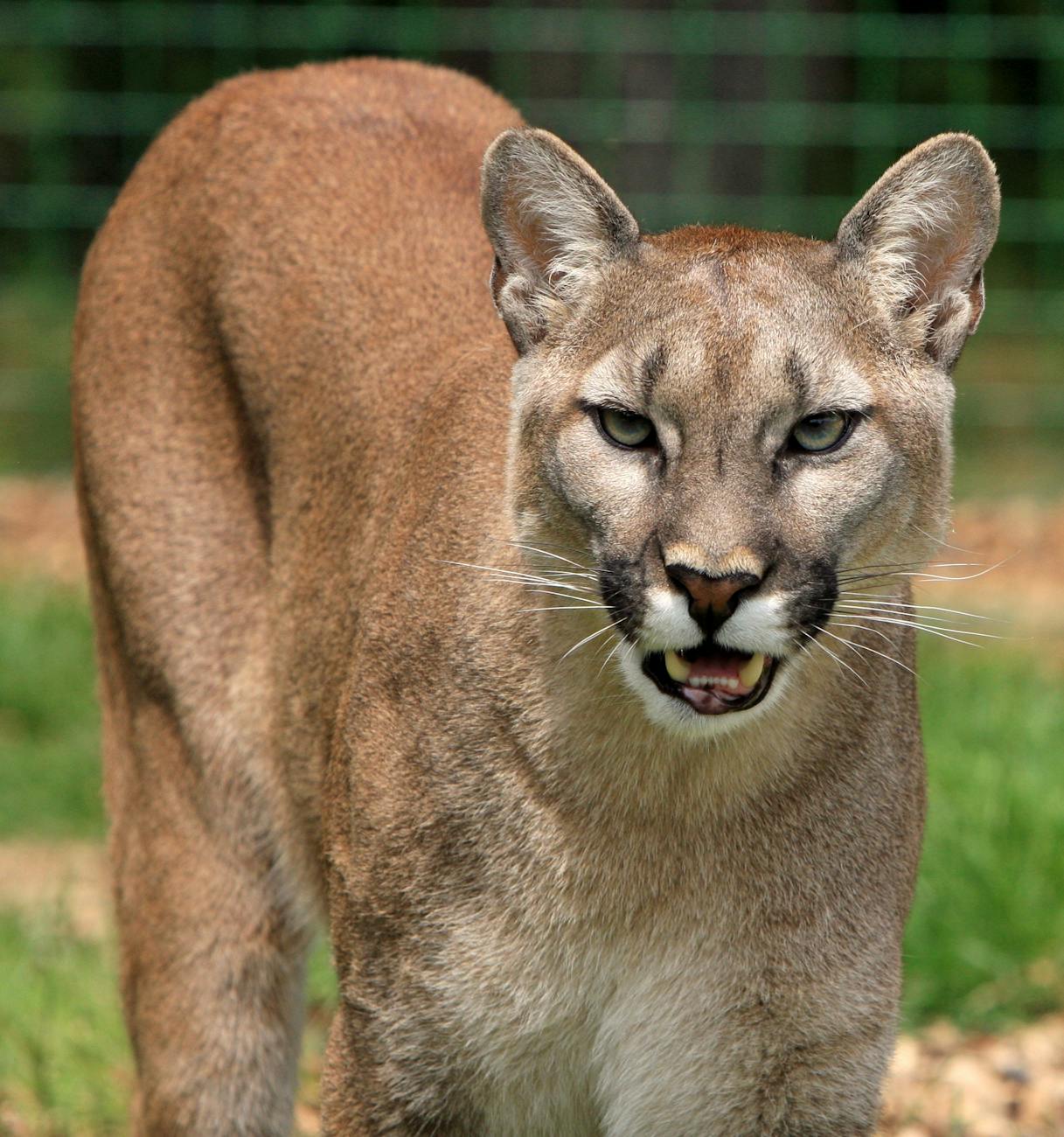 mountain lion